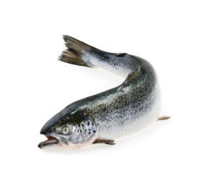 CÁ HỒI TƯƠI NAUY NGUYÊN CON