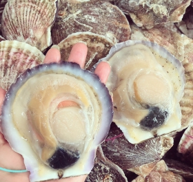 SÒ ĐIỆP NHẬT NGUYÊN VỎ (S 10-12)