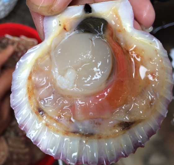 SÒ ĐIỆP NHẬT NỮA VỎ