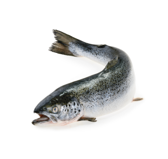 CÁ HỒI TƯƠI NAUY NGUYÊN CON