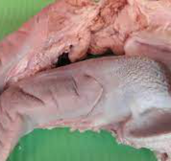 Lưỡi heo (lợn) đông lạnh