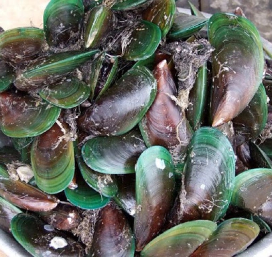 VẸM XANH NGUYÊN VỎ NEWZEALAND