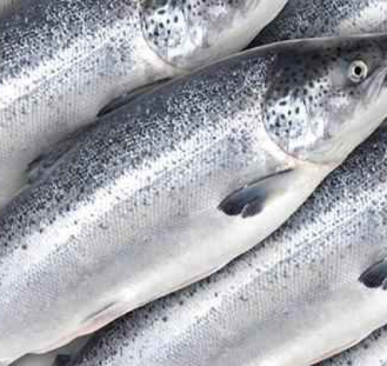 CÁ HỒI TƯƠI NAUY NGUYÊN CON