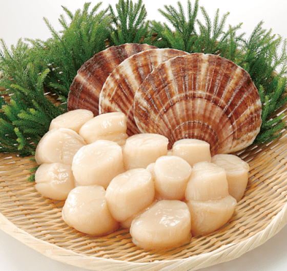 CÒI SÒ ĐIỆP NHẬT (size: 65-90)