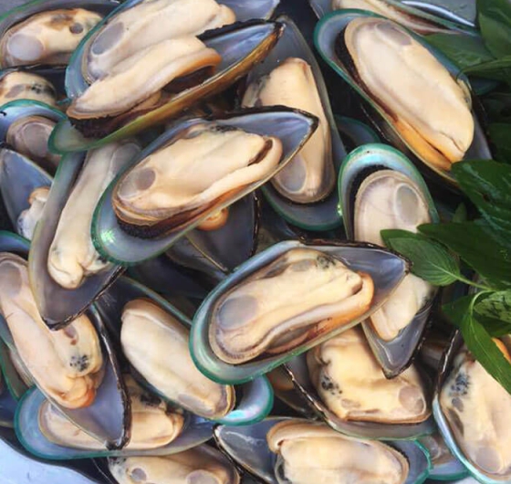 VẸM XANH NỮA VÕ NEWZEALAND (S35-45)