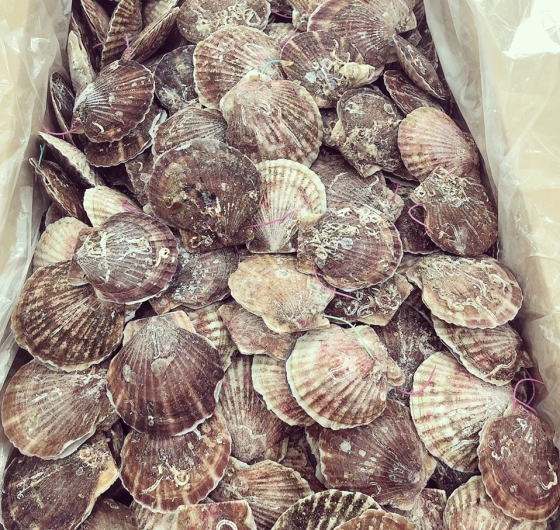 SÒ ĐIỆP NHẬT NGUYÊN VỎ (S 10-12)