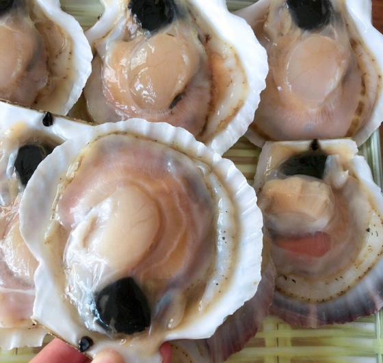 SÒ ĐIỆP NHẬT NỮA VỎ