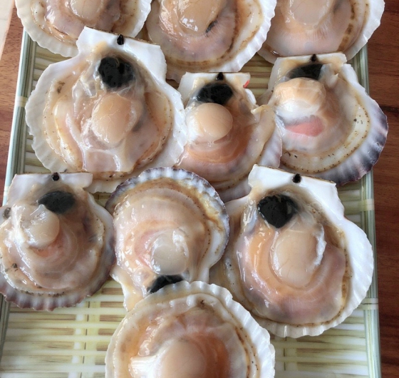 SÒ ĐIỆP NHẬT NỮA VỎ